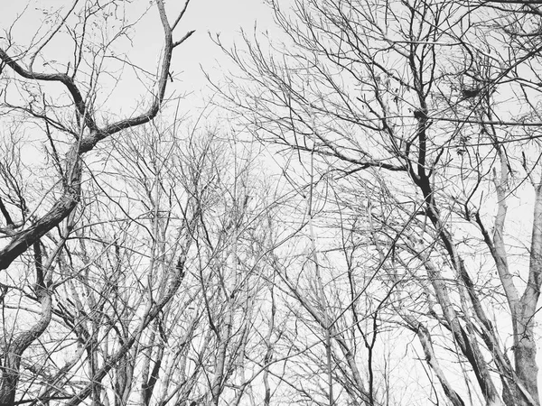 점없는 하늘을 배경으로 가지들이 구부러지고 뒤틀리는 나무들 — 스톡 사진