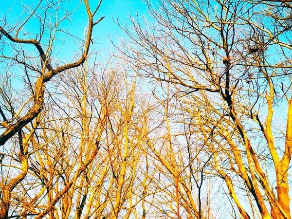 Bare Winterbomen Met Takken Buigen Draaien Tegen Achtergrond Van Blauwe — Stockfoto