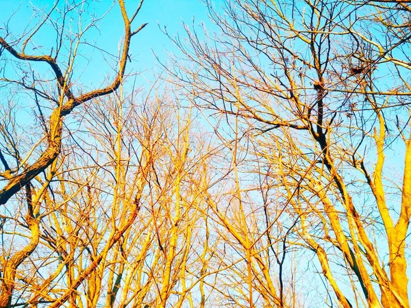 Голые Зимние Деревья Ветвями Сгибающимися Скручивающимися Фоне Голубого Безоблачного Неба — стоковое фото