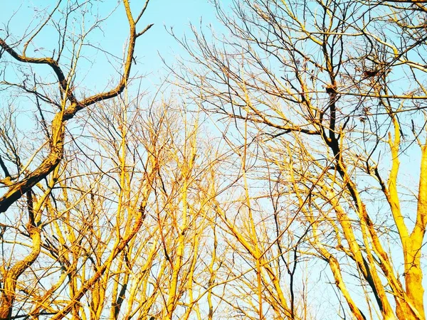 青い雲のない空の背景に枝が曲がり ねじれを持つ裸の冬の木 — ストック写真