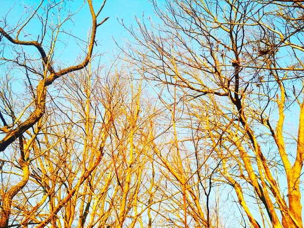 Bare Winterbomen Met Takken Buigen Draaien Tegen Achtergrond Van Blauwe — Stockfoto