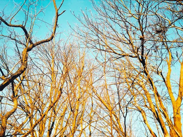 Alberi Invernali Nudi Con Rami Che Piegano Attorcigliano Sullo Sfondo — Foto Stock