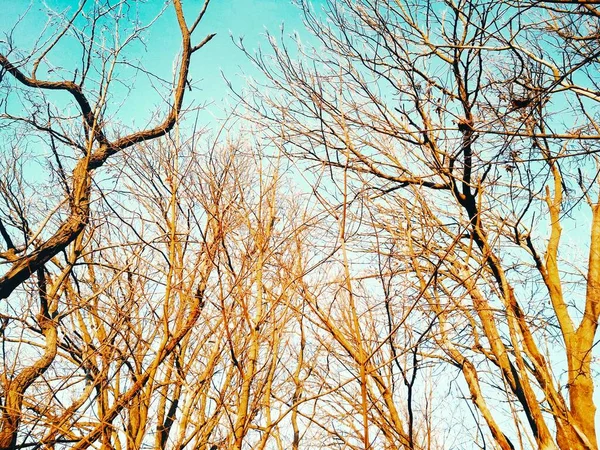 Bare Winterbomen Met Takken Buigen Draaien Tegen Achtergrond Van Blauwe — Stockfoto