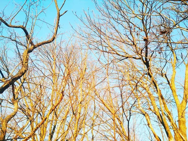 在蓝无云的天空背景下 枝干弯曲扭曲的冷冷的冬树 — 图库照片