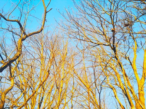 青い雲のない空の背景に枝が曲がり ねじれを持つ裸の冬の木 — ストック写真