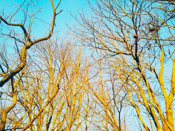Bare Δέντρα Χειμώνα Κλαδιά Κάμψη Και Συστροφή Στο Φόντο Του — Φωτογραφία Αρχείου