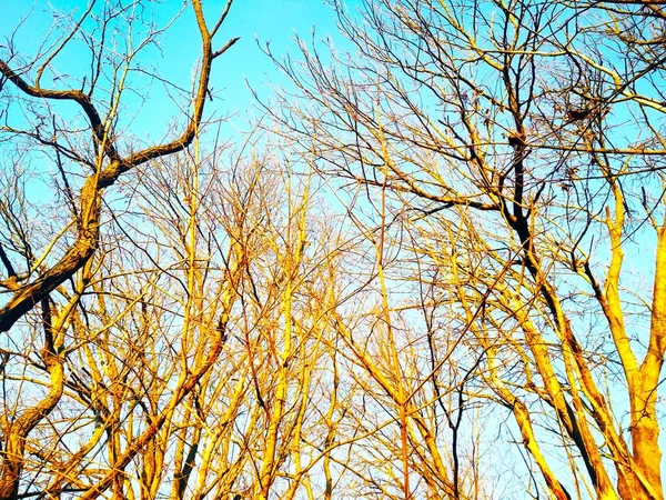 青い雲のない空の背景に枝が曲がり ねじれを持つ裸の冬の木 — ストック写真