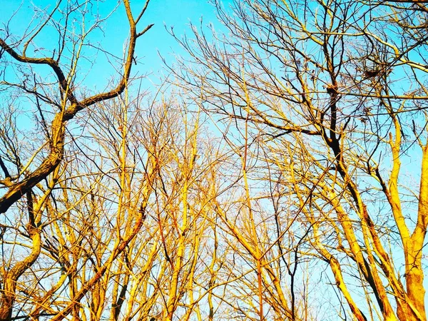 Holé Zimní Stromy Větvemi Ohýbající Kroutící Pozadí Modré Bezmračné Oblohy — Stock fotografie