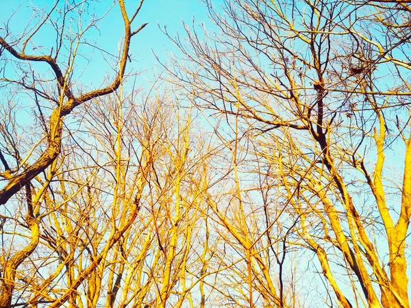 青い雲のない空の背景に枝が曲がり ねじれを持つ裸の冬の木 — ストック写真