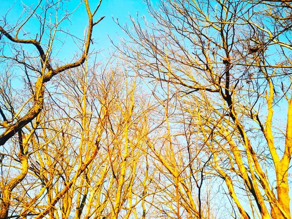 Bare Winterbomen Met Takken Buigen Draaien Tegen Achtergrond Van Blauwe — Stockfoto