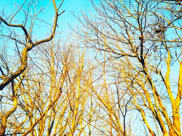 Alberi Invernali Nudi Con Rami Che Piegano Attorcigliano Sullo Sfondo — Foto Stock