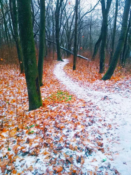 Weg Mit Schnee Bedeckt Und Führt Durch Einen Wald Natürlicher — Stockfoto