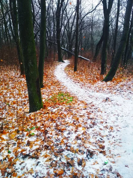 Шлях Вкритий Снігом Веде Через Ліс Природний Фон — стокове фото