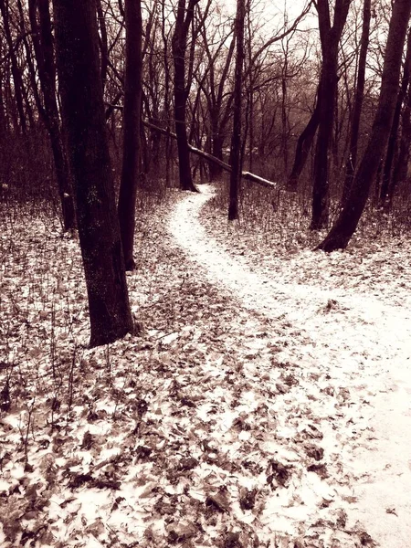 Caminho Coberto Neve Que Conduz Através Uma Floresta Fundo Natural — Fotografia de Stock