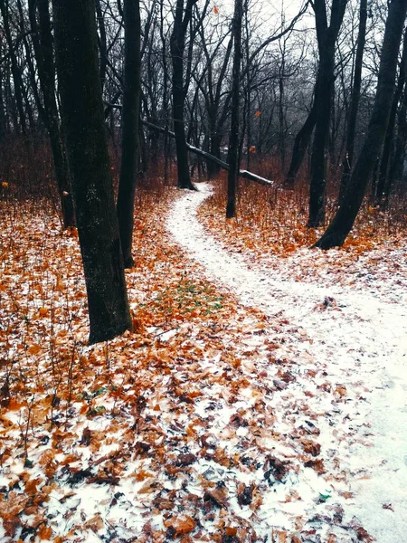 Path Covered Snow Leading Forest Natural Background — Stock Photo, Image