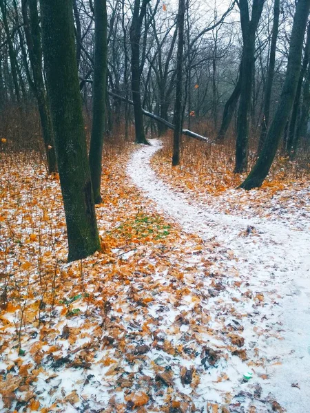 Camino Cubierto Nieve Que Conduce Través Bosque Fondo Natural —  Fotos de Stock