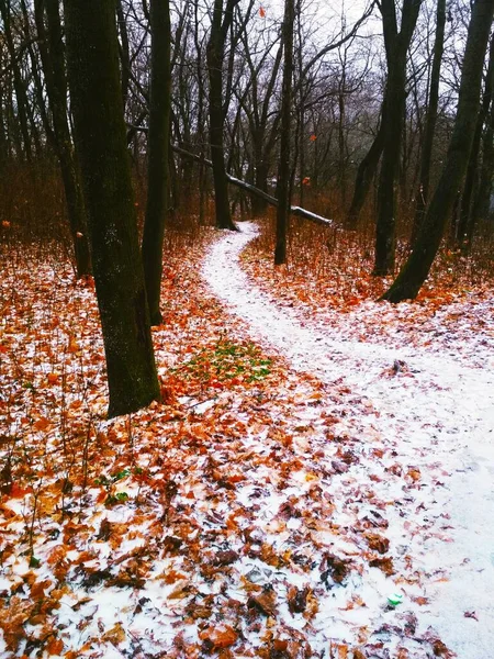 Caminho Coberto Neve Que Conduz Através Uma Floresta Fundo Natural — Fotografia de Stock