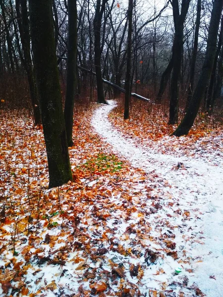 Path Covered Snow Leading Forest Natural Background — Stock Photo, Image