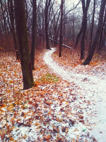 Sentiero Coperto Neve Che Attraversa Bosco Sfondo Naturale — Foto Stock