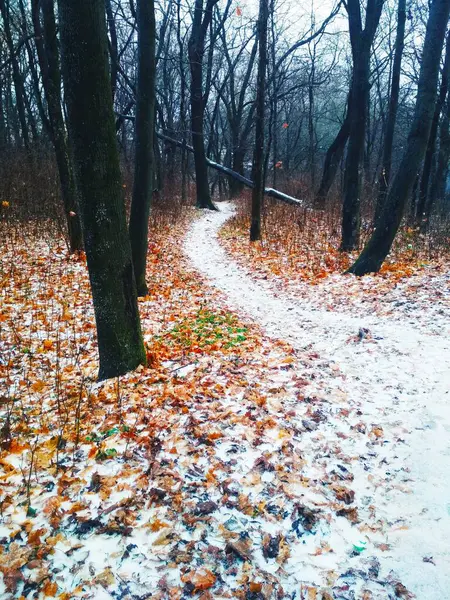 Sentiero Coperto Neve Che Attraversa Bosco Sfondo Naturale — Foto Stock