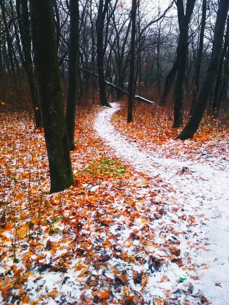 Camino Cubierto Nieve Que Conduce Través Bosque Fondo Natural — Foto de Stock