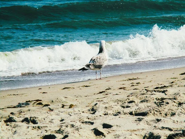 Deniz Martıları Dikilip Düşünceli Bir Şekilde Bir Yerlere Bakıyorlar — Stok fotoğraf