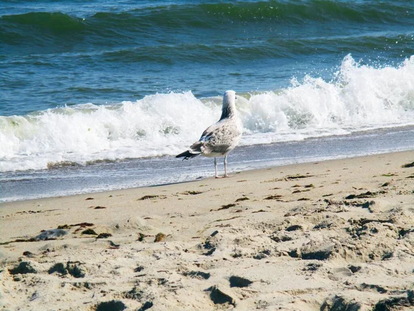 Mar Gaviota Pie Mirando Cuidadosamente Algún Lugar Fondo Natural — Foto de Stock