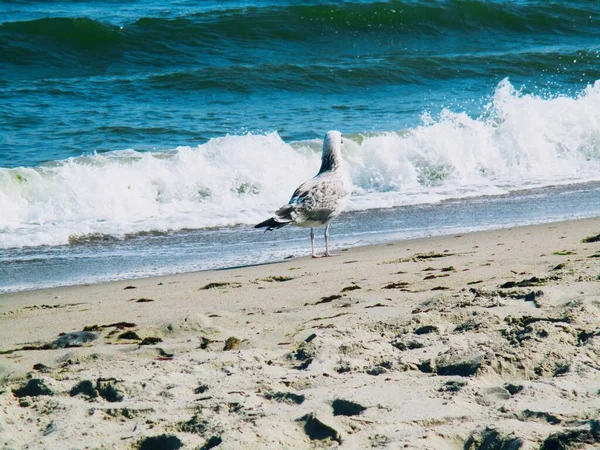 Mar Gaviota Pie Mirando Cuidadosamente Algún Lugar Fondo Natural — Foto de Stock