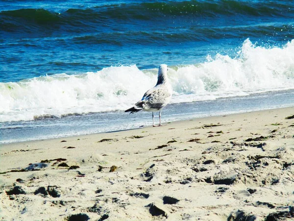 Sea Gull Standing Looking Thoughtfully Somewhere Natural Background — Stock Photo, Image