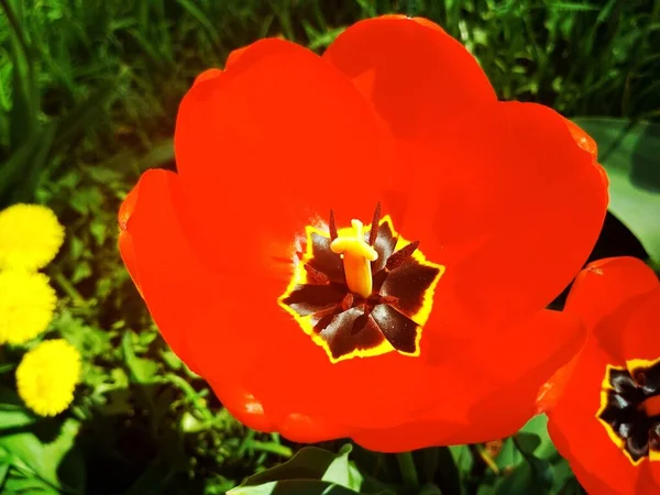 Stor Vacker Tulpan Full Blom Naturlig Bakgrund — Stockfoto