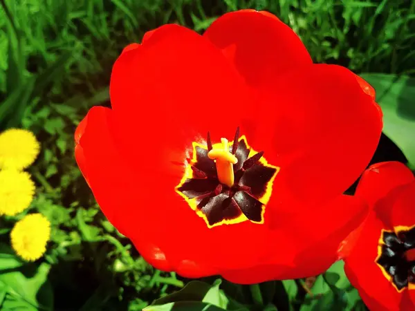 Grande Hermoso Tulipán Plena Floración Fondo Natural —  Fotos de Stock