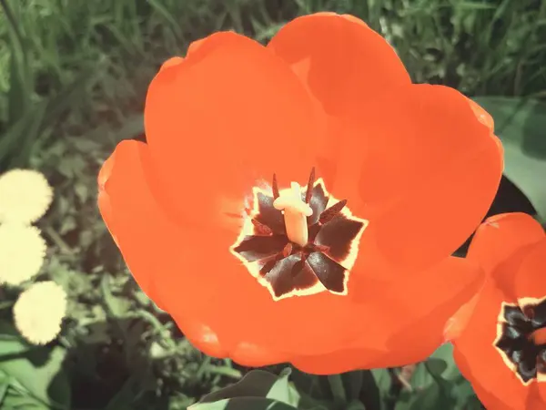 Stor Vacker Tulpan Full Blom Naturlig Bakgrund — Stockfoto