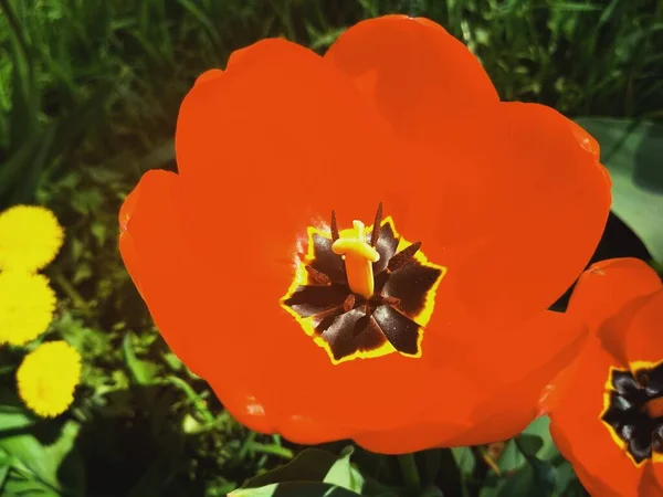 Grande Hermoso Tulipán Plena Floración Fondo Natural —  Fotos de Stock