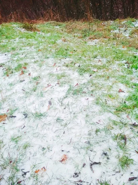 Natural Background Green Grass Covered First Snow — Stock Photo, Image