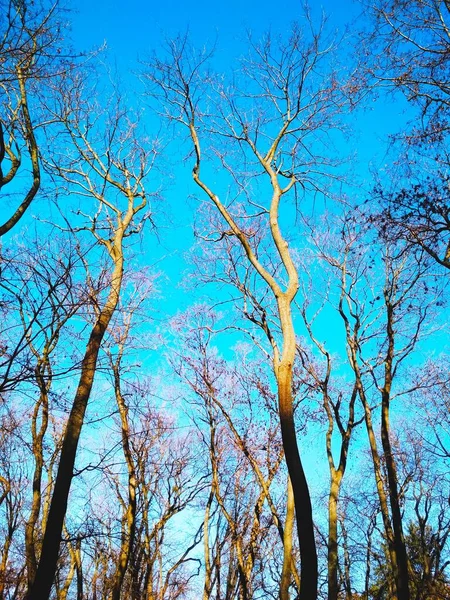 Paljaat Talvipuut Sinisen Pilvettömän Taivaan Taustalla — kuvapankkivalokuva