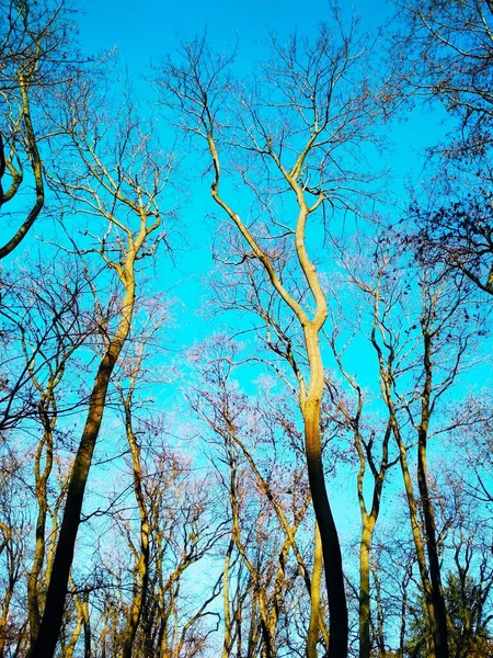 Gołe Zimowe Drzewa Tle Błękitnego Bezchmurnego Nieba — Zdjęcie stockowe