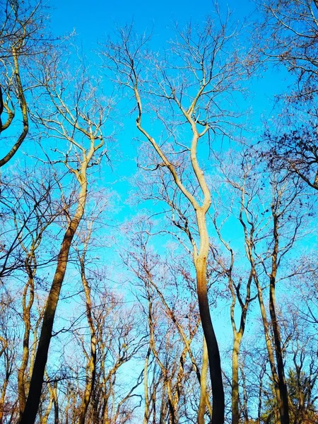 青い雲のない空を背景にした裸の冬の木 — ストック写真