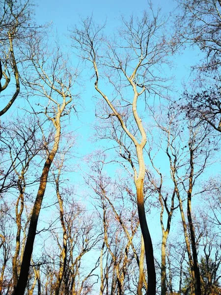 Nahé Zimní Stromy Pozadí Modré Bezmračné Oblohy — Stock fotografie