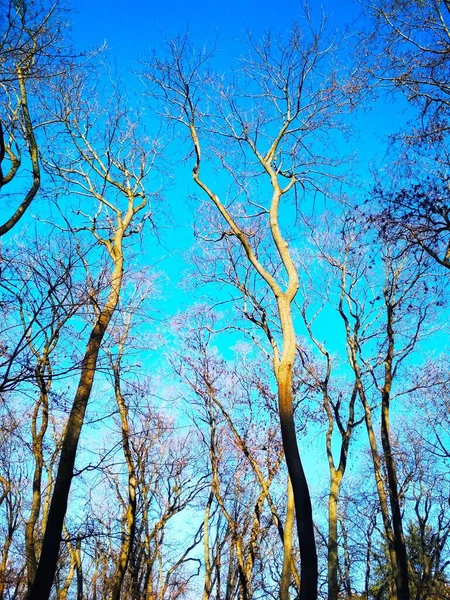 Bare Winter Trees Background Blue Cloudless Sky — Stock Photo, Image