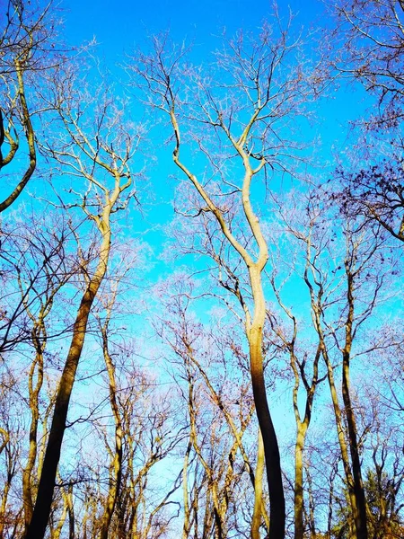 Ξανθά Χειμωνιάτικα Δέντρα Στο Φόντο Του Γαλάζιου Ουρανού Χωρίς Σύννεφα — Φωτογραφία Αρχείου