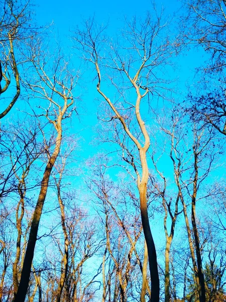 Alberi Invernali Spogli Sullo Sfondo Del Cielo Azzurro Senza Nuvole — Foto Stock