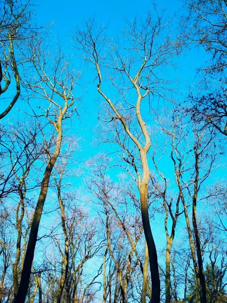 Голі Зимові Дерева Тлі Блакитного Безхмарного Неба — стокове фото