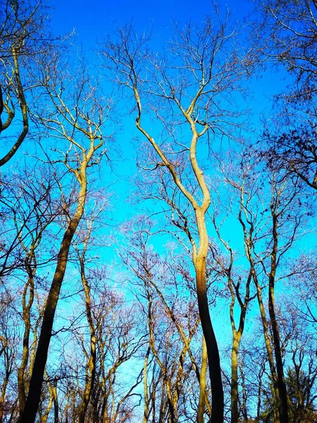 Bare Winterbomen Tegen Achtergrond Van Blauwe Wolkenloze Hemel — Stockfoto