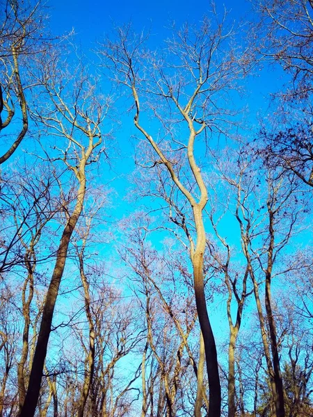 青い雲のない空を背景にした裸の冬の木 — ストック写真