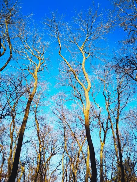 Árvores Inverno Nuas Contra Fundo Céu Azul Sem Nuvens — Fotografia de Stock