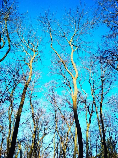 Arbres Hiver Nus Sur Fond Ciel Bleu Sans Nuages — Photo