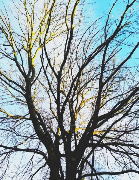 Nafoukaný Strom Zalitý Sluncem Pozadí Modré Oblačné Oblohy Přírodní Pozadí — Stock fotografie