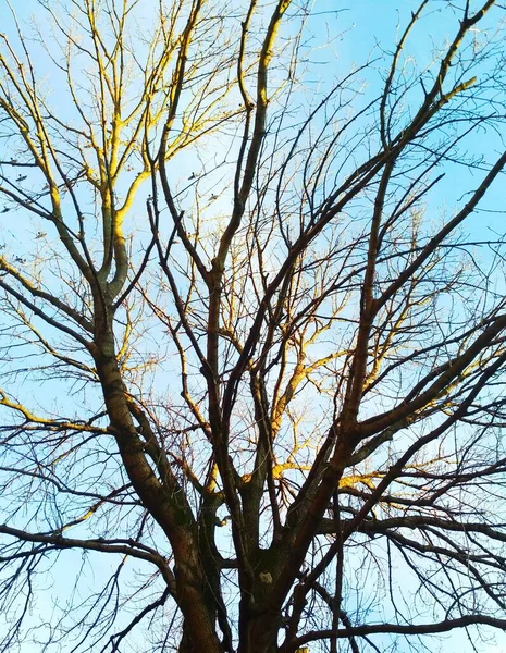 구름낀 하늘을 배경으로 보풀보풀 나무에 햇빛이 — 스톡 사진