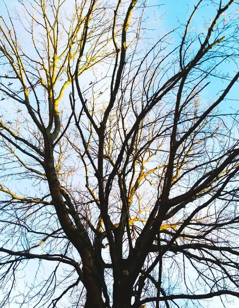 蓬松的树在蓝天的背景下洒满了阳光 自然的背景 — 图库照片