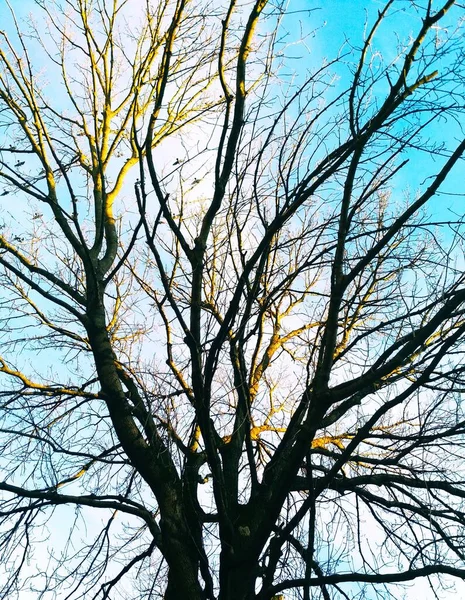 Puffy Δέντρο Χύνεται Ήλιο Στο Φόντο Του Μπλε Συννεφιασμένο Ουρανό — Φωτογραφία Αρχείου